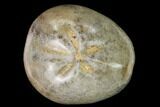1" Polished, Cretaceous Fossil Echinoids (Sea Urchins) - Photo 2